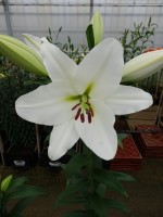 [5224 Vestaro VZ No01.JPG]